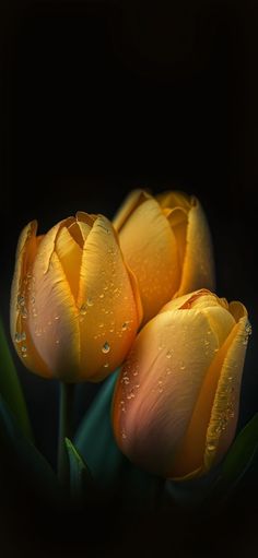 three yellow tulips with water droplets on them