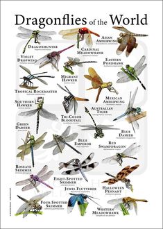 the dragonflies of the world are shown in this poster, which includes different types and colors