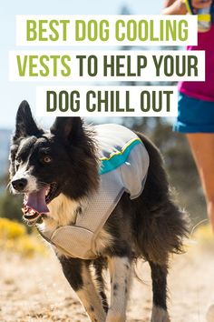 a dog wearing a sweater running on the beach with text overlay that reads best dog cooling vests to help your dog chill out