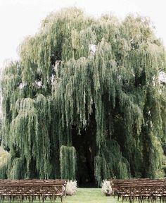 several wooden benches sitting in front of a large tree