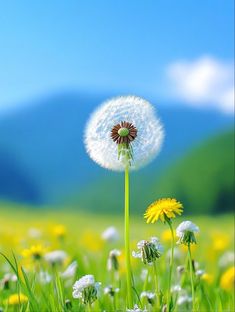 a dandelion in the middle of a field with mountains in the back ground