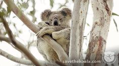 a koala bear sitting in a tree with its head on top of it's back