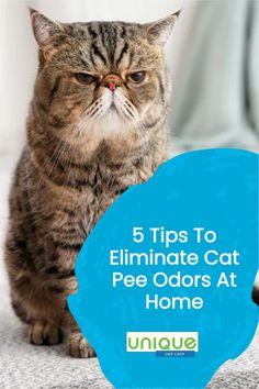 a cat sitting on top of a bed with the caption 5 tips to eliminating cat pee odors at home