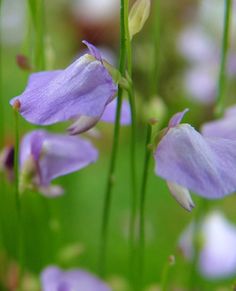 purple flowers with green stems in the background