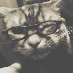 a black and white photo of a cat wearing glasses