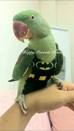 a green parrot is sitting on someone's arm wearing a batman t - shirt