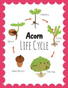 an image of the life cycle of a tree on a pink background with polka dots