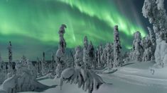 an image of the aurora bore in the sky above some snow covered trees and evergreens