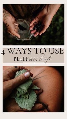 four photos with the words, 4 ways to use blackberry leaf for tattooing and body art