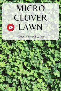 micro clover lawn with the words grass alternative on it in black and white text that reads micro clover lawn