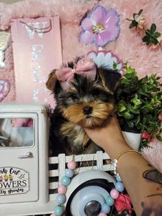 a small dog sitting on top of a table next to a toy truck and flowers