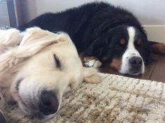 two dogs laying on the floor next to each other with their heads resting on one another