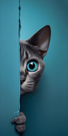 a cat with blue eyes peeks out from behind a hole in the wall to look at something