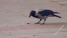 a black and white bird eating something on the ground