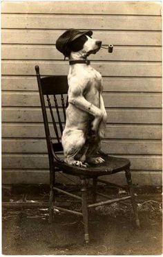 a dog sitting on top of a wooden chair with a pipe in it's mouth