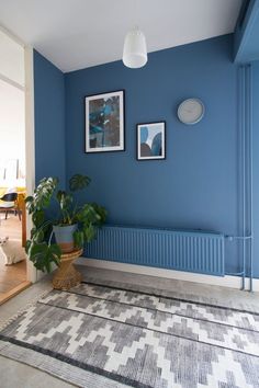 a living room with blue walls and rugs on the floor, potted plant next to it