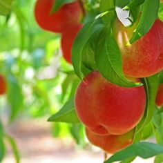 several ripe peaches hanging from a tree with green leaves in the sun shining on them