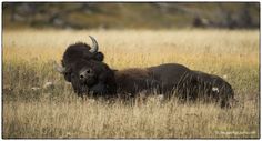 two bison laying down in the tall grass