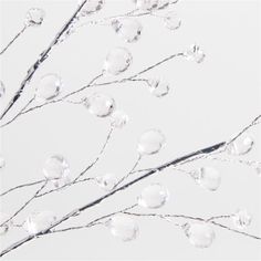 water droplets are hanging from the branches of a tree in front of a white background