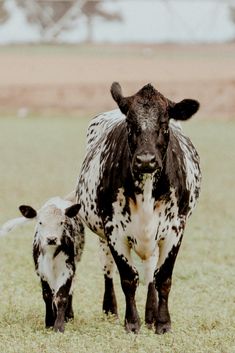 two black and white cows standing in the grass