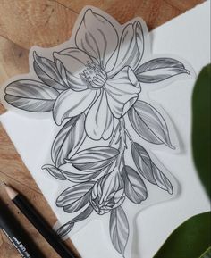 a drawing of a flower on paper next to some pencils and a potted plant