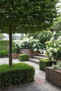 the garden is full of white flowers and green bushes, with steps leading up to it