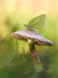 a small green butterfly sitting on top of a mushroom in the grass with its wings spread