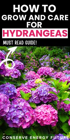 purple flowers with the title how to grow and care for hydrangeas