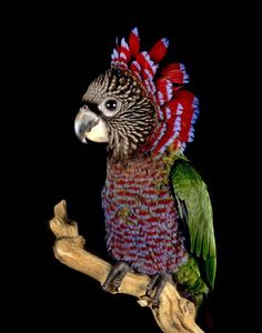 a colorful bird sitting on top of a wooden branch in front of a black background