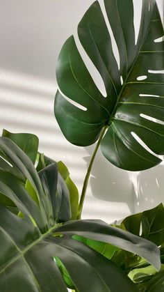 a large green plant with the word breathe on it's side next to a white wall