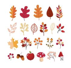 an assortment of autumn leaves and berries