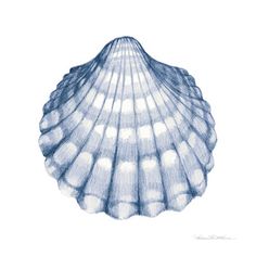 a drawing of a seashell on a white background