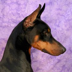 a black and brown dog standing next to a purple wall