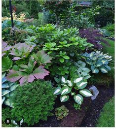 a garden filled with lots of different types of plants