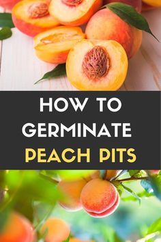 peaches with the words how to germinate peach pits on top and below