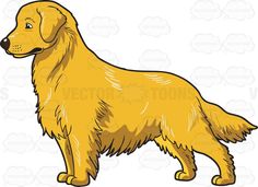 a golden retriever dog standing and looking at the camera