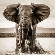 an elephant splashing in the water with his trunk