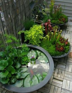 an assortment of plants and water lilies in large planters on a patio area