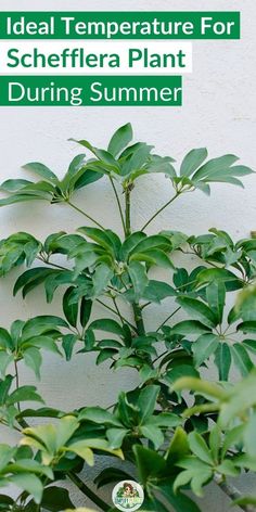 "Schefflera plant, temperature tolerant, ideal temperature, plant problems, 
plant care, indoor plants, houseplant, gardening, plant maintenance, 
temperature range, plant health, tropical plants, plant growth, temperature 
sensitivity, plant survival." Schefflera Plant, Umbrella Tree, Health And Vitality, Plant Problems, Low Light Plants, Tips And Advice, All Plants