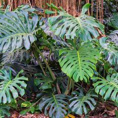 large green leaves are growing in the forest