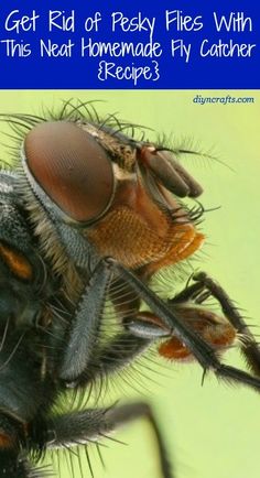 a close up image of a fly with the words get rid of pesty flies with this neat homemade fly catcher recipe