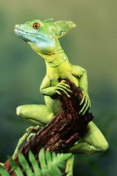 a green lizard sitting on top of a tree branch