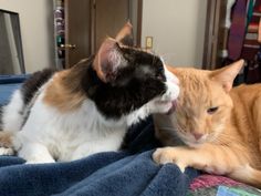 two cats laying on top of a bed next to each other with their mouths open