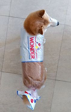 a dog in a bag on its back with the caption, you're welcome