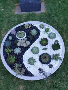 a white and black circular planter with succulents in it