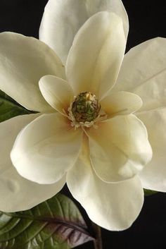 a large white flower with green leaves