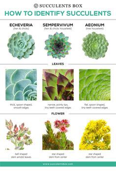 the different types of succulents and their names