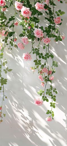 pink roses are growing on the side of a white wall with green leaves and shadows