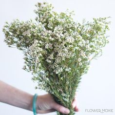 a person holding a bunch of flowers in their hand