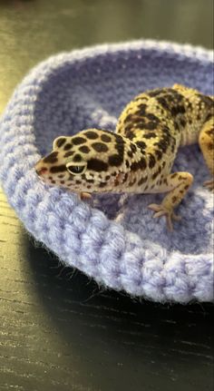 a small gecko sitting on top of a purple crocheted dish cover in the shape of a bowl